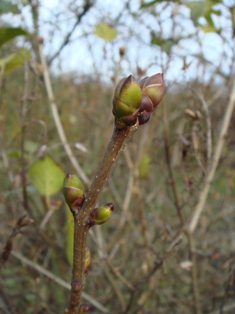 Syringa vulgaris bourgeons